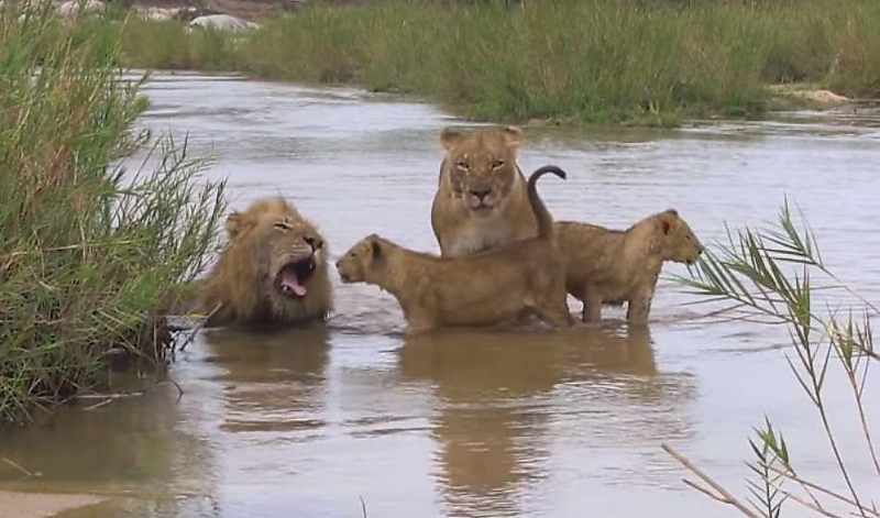 Львиное семейство удивило туристов, приняв водные процедуры в ЮАР ▶