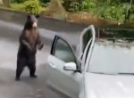 Медведь, открывший дверь автомобиля, испугался истеричных возгласов американского семейства