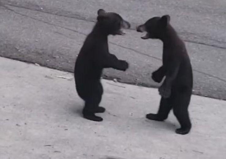 Медвежата, следуя за матерью, устроили потасовку на середине дороги ▶