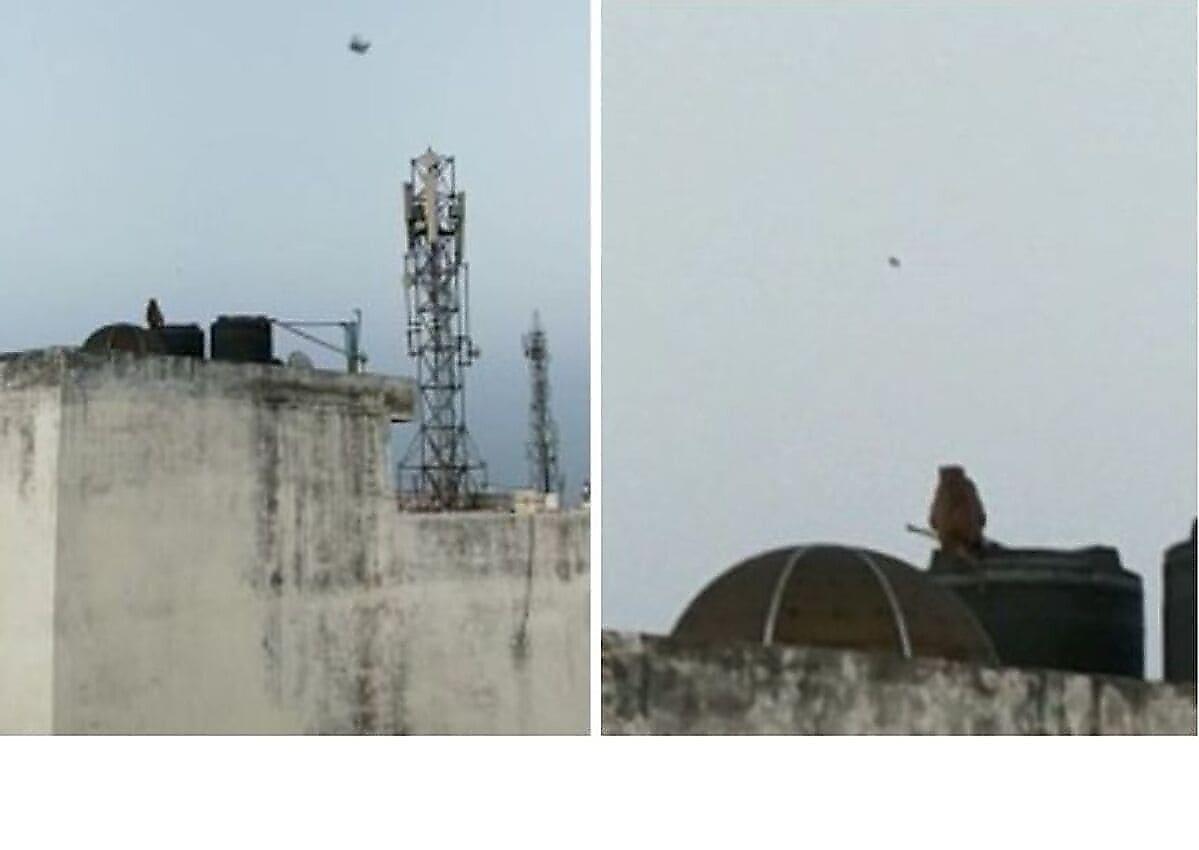 Обезьяна, сидя на крыше дома, запустила воздушного змея во время карантина в Индии