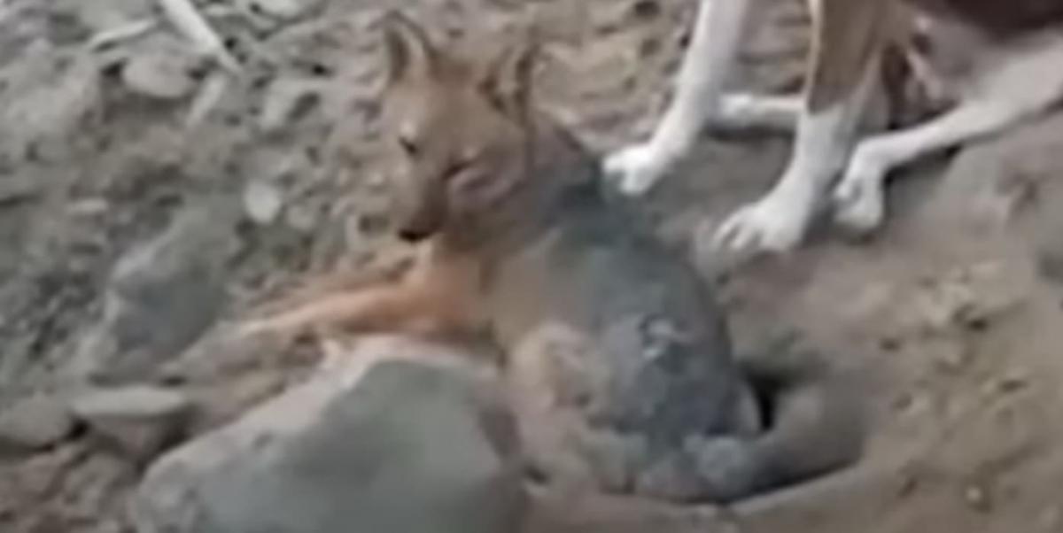 Оказавшийся лисицей щенок устроил охоту на кур и был объявлен в розыск в Перу