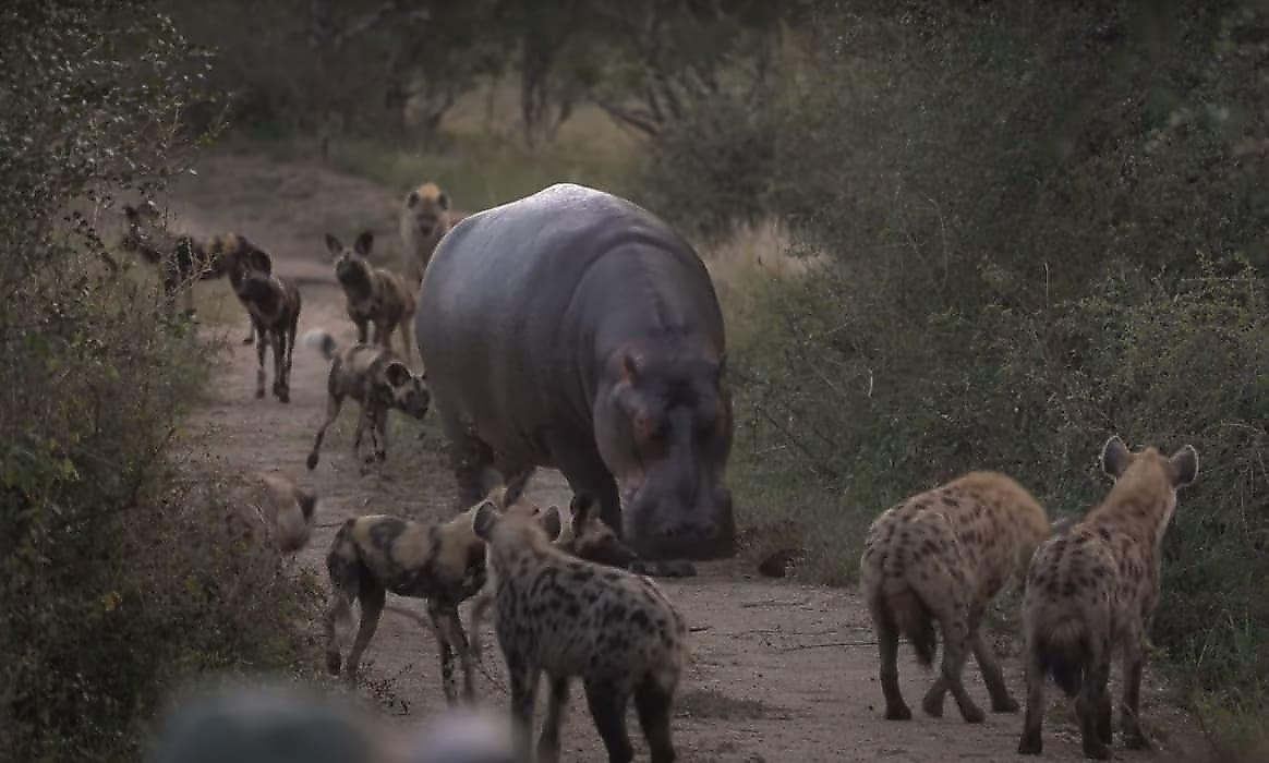 Противостояния между бегемотами, собаками и гиенами из-за двух антилоп попали на видео в ЮАР