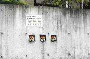 Три собаки, охраняющие владения хозяина из бойниц в заборе, стали новой достопримечательностью в Японии