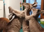 Трое кенгурят устроили потасовку перед завтраком в австралийском приюте ▶