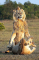 Турист подсмотрел за львом, ухаживающим за своей пассией в Кении 1