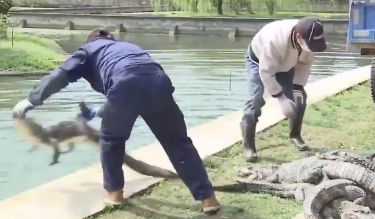 Тысячи редких аллигаторов переместили и сбросили в водоёмы Китая