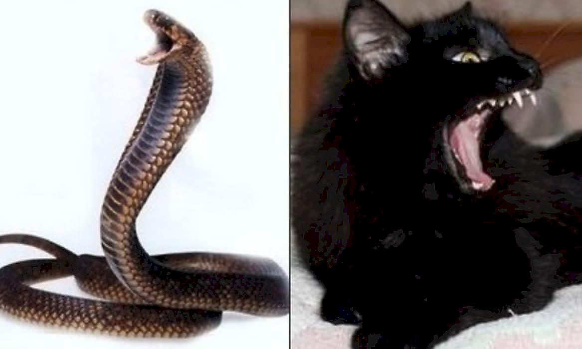Змея устроила переполох в кошачьем вольере и попала на видео в Таиланде