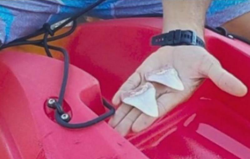 Акула, напавшая на лодку туриста, лишилась двух зубов у побережья Калифорнии ▶