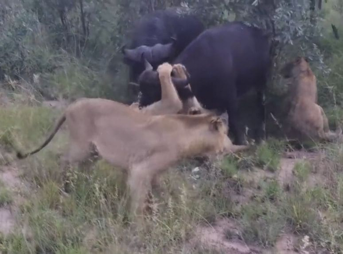 Буйвол попытался отбить своего сородича у группы молодых львов в ЮАР (Видео)