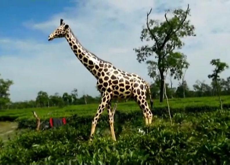 Индийские плантаторы установили чучело жирафа для борьбы со слонами ▶