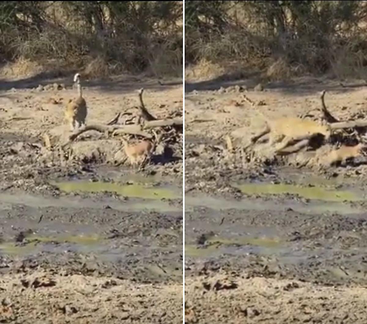 Карликовая антилопа стала добычей леопарда, случайно зашедшего на водопой