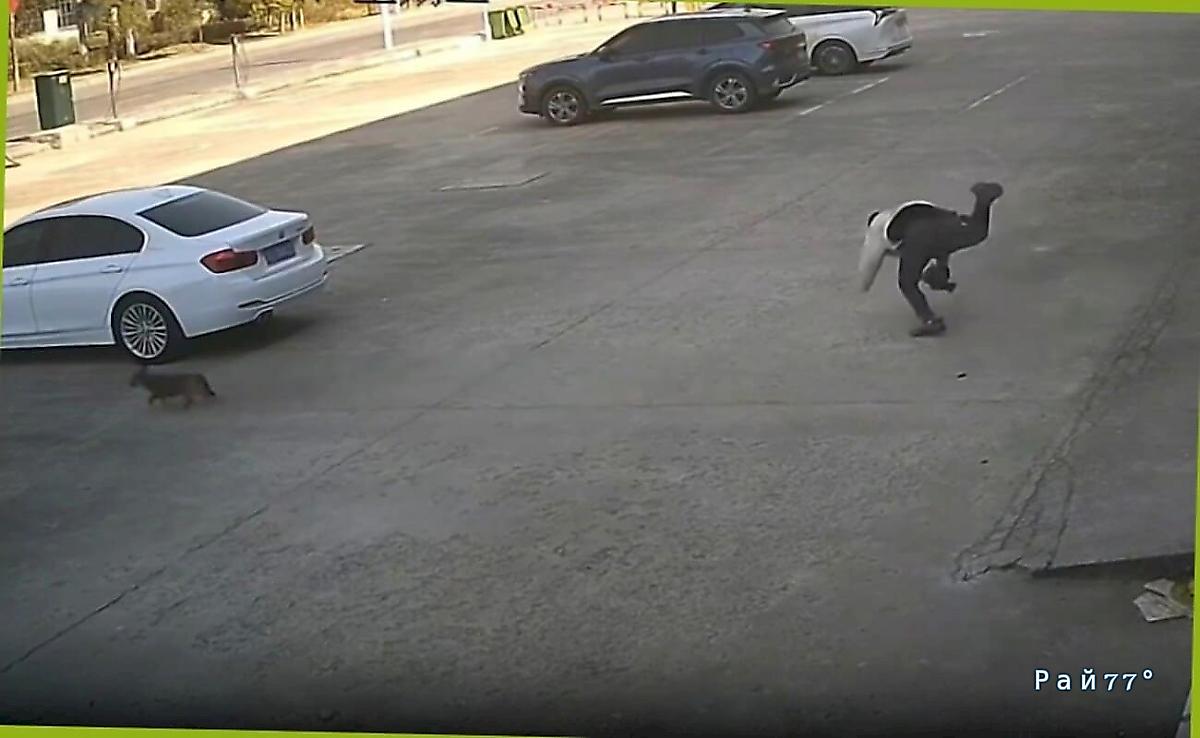 Китаец эпично растянулся, погнавшись за дворовым псом