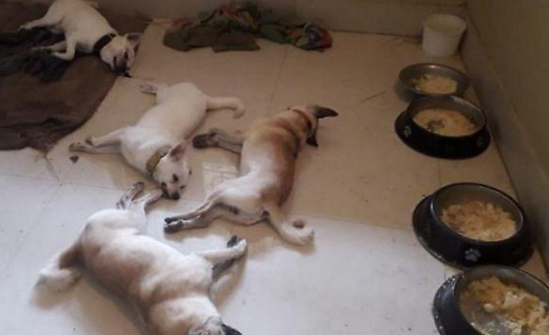 Кобра укусила четырёх верных псов, не пустивших её в хозяйский дом в Индии ▶