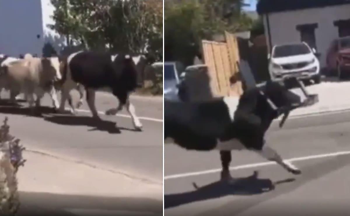Коровы, убегая от соплеменницы со стулом, устроили забег по городу в Уэльсе