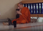 Котята, как ни старались, не смогли отвлечь тайского монаха от молитвы - видео