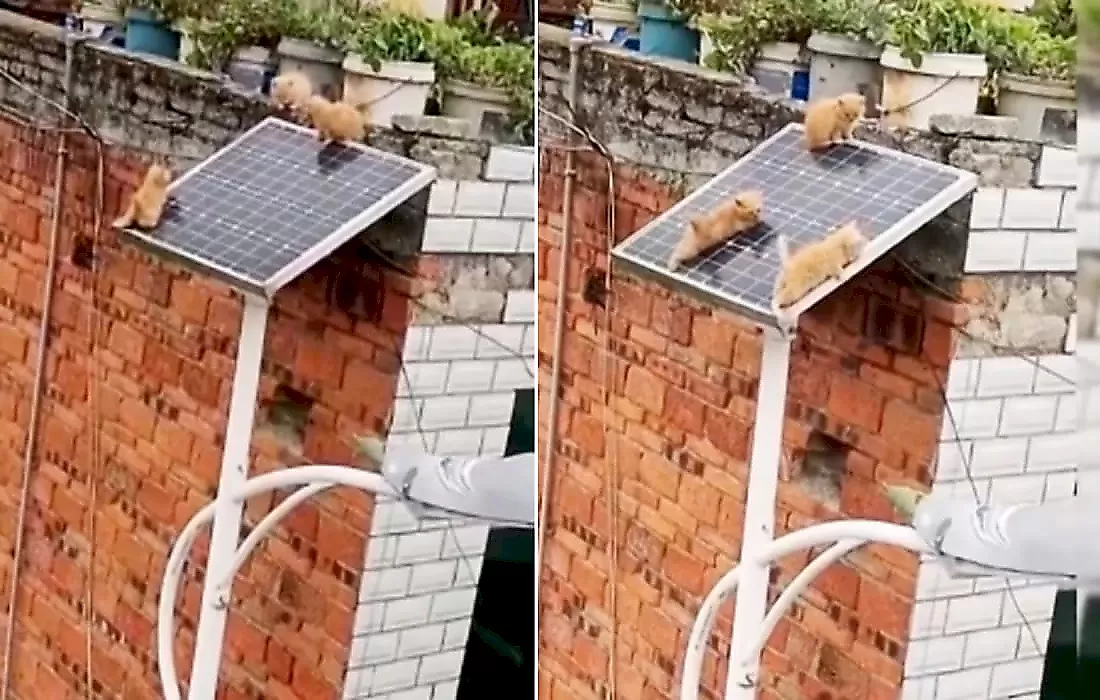 Котята «устроили квест» на солнечной батарее и шокировали Сеть: видео