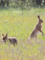 Необычный дуэт: британка сфотографировала зайца, отдыхающего в обществе лисицы в национальном заповеднике 0