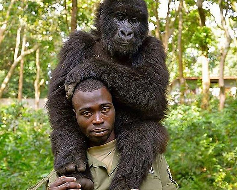 Работники заповедника в Конго сделали семейное селфи с гориллами