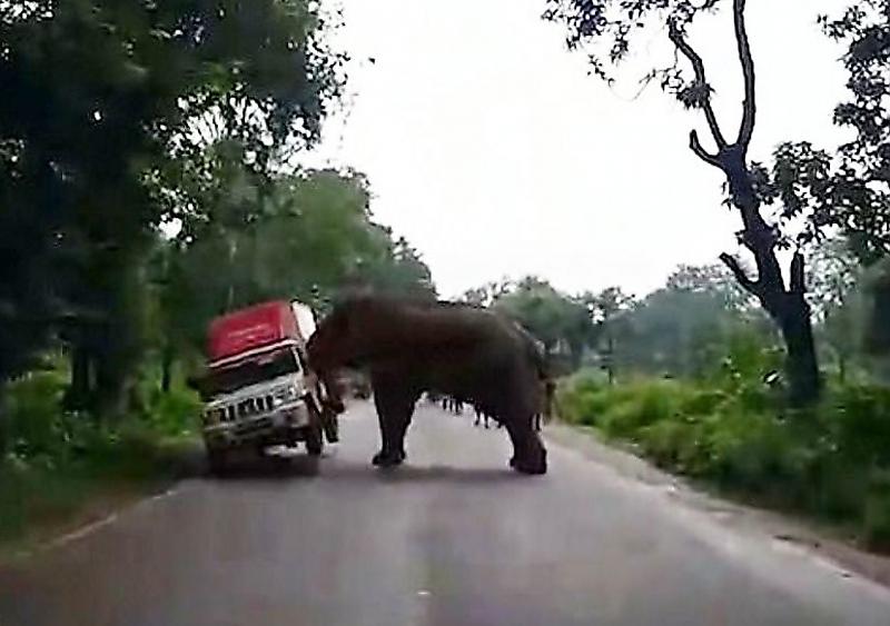 Слон наказал наглого автомобилиста, попытавшегося обогнать его и перевернул фургон ▶
