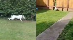 Собака на радостях проломила забор частного владения В США (Видео)