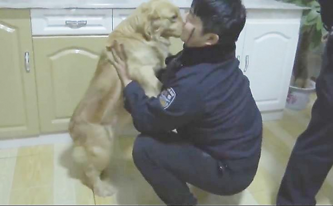 Верный пёс привёл полицейских к находящемуся в розыске хозяину ▶