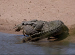 Крокодил сожрал заживо сородича на глазах у туриста 3