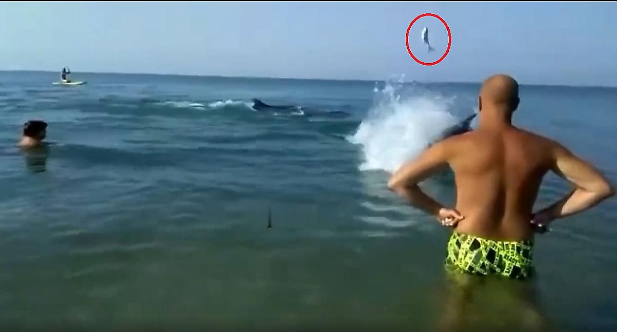 Кубанский дельфин «поделился» с туристкой уловом и оглушил её рыбой