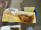 Пчелиный спасатель разобрал кирпичную стену жилища, чтобы ликвидировать «незаконный» улей (Видео) 6