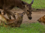 Схватку защищающего детёныша оленя с собачьей сворой снял индийский фотограф