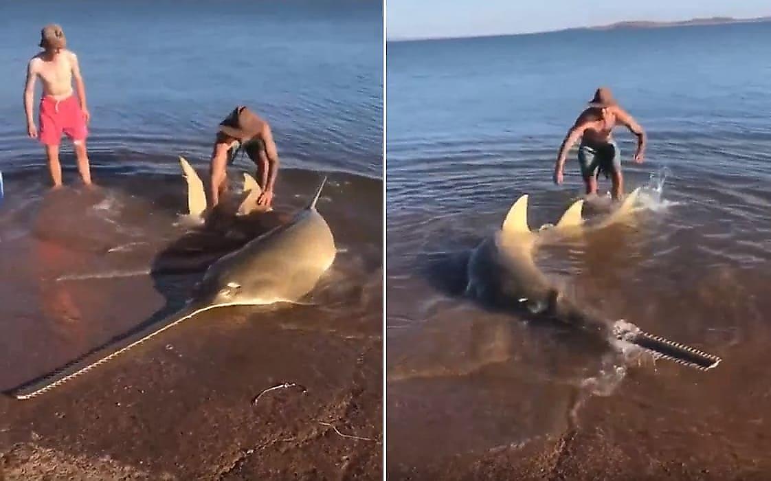 Смелые туристы спасли выброшенную на берег пилоносую акулу - видео
