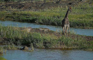 Застрявший посередине реки старый жираф, не выдержал конкуренции с молодым соперником 3