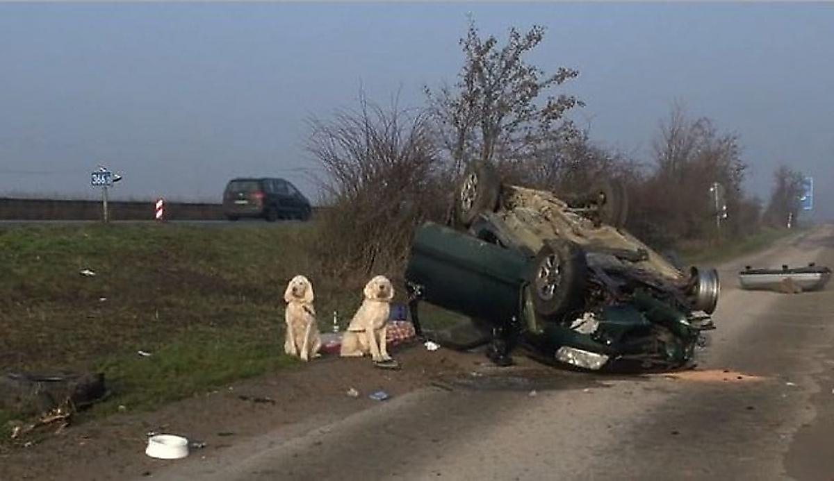Две собаки, пережившие аварию, остались сидеть возле перевернувшегося автомобиля в Германии