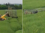 Фермер на погрузчике устроил погоню за сбежавшей коровой ▶