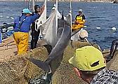 Испанские рыбаки и дайверы освободили дельфина, угодившего в рыбацкую сеть
