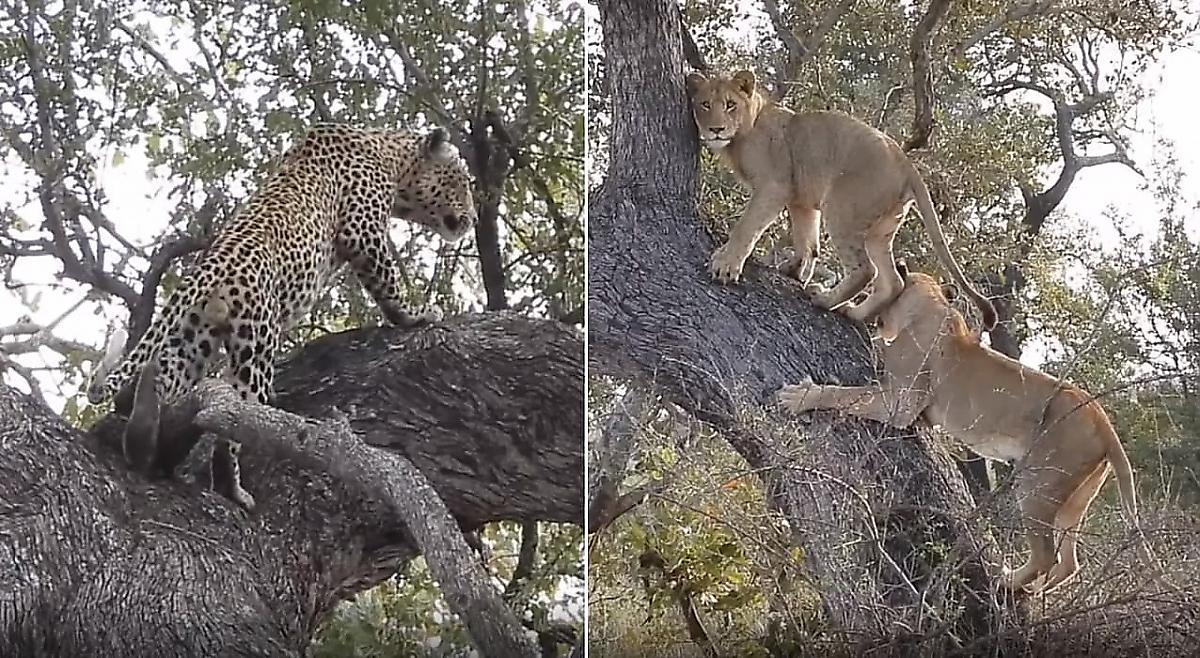 Львы, забравшись на дерево, не смогли добраться до леопарда с добычей - видео