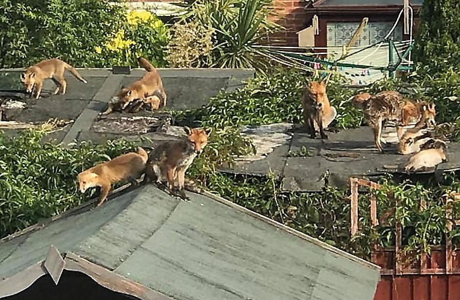 Семейство лис устроило рискованную забаву на крышах сараев