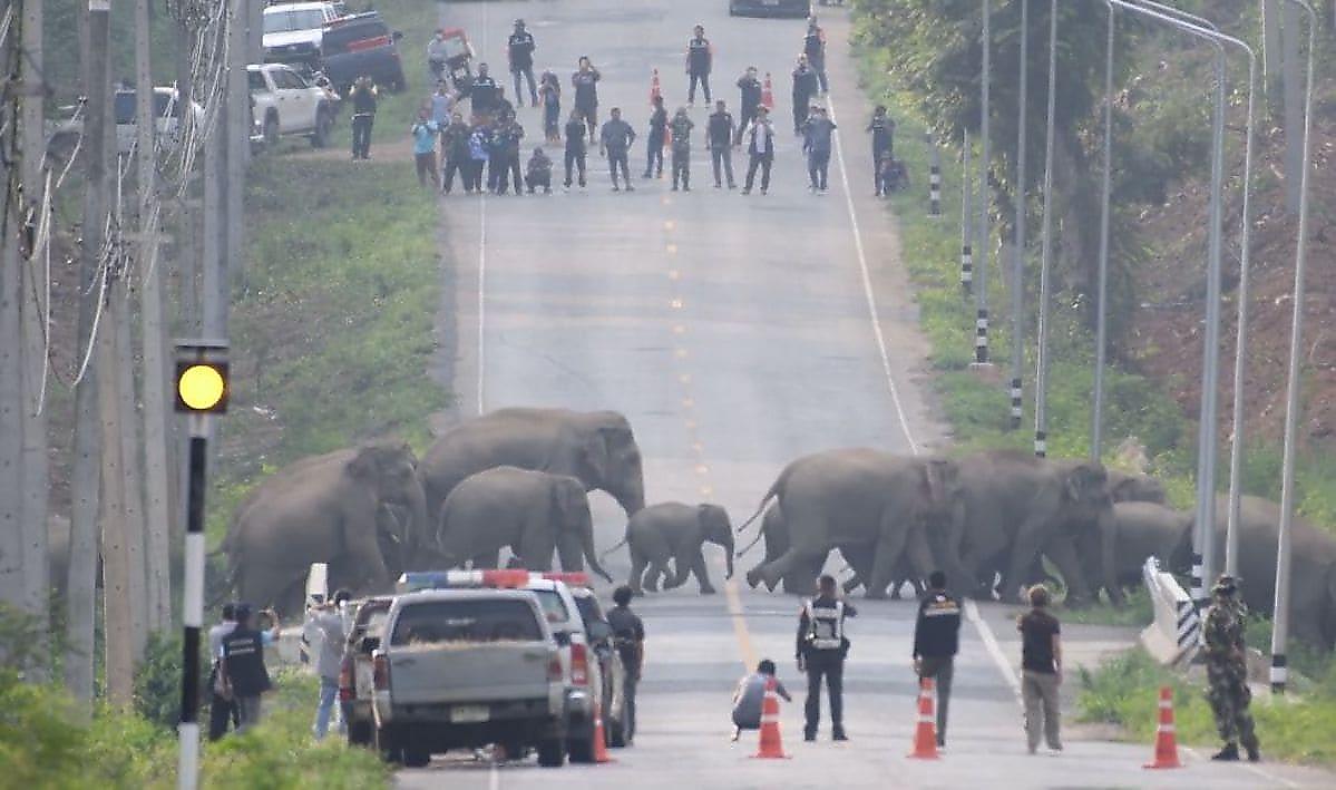 Стадо слонов, пересекая дорогу, остановило движение транспорта в Тайланде