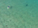 Сёрфер и акула, встретившись у побережья, испугались друг друга в Австралии ▶