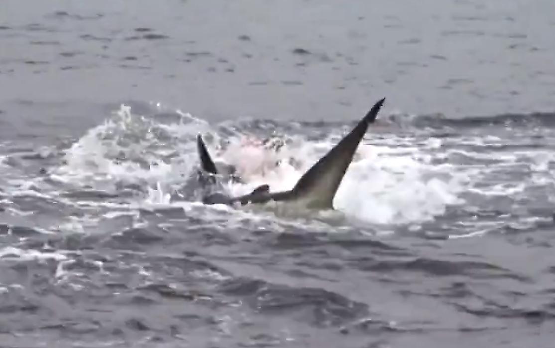 Жестокое нападение акулы на детёныша морского льва попало на видео на Галапагоссах