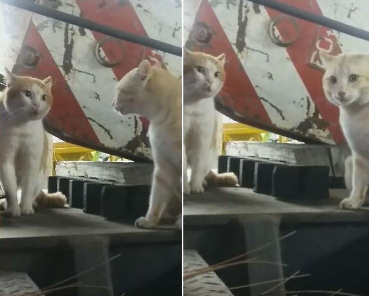 Бездомные коты «серьёзно поговорили» друг с другом в тайской подворотне
