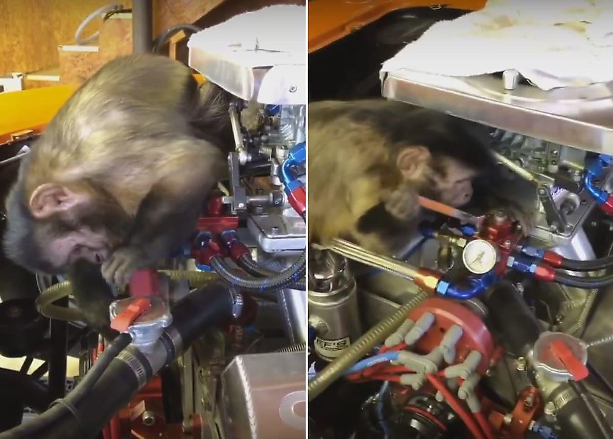 Любопытный примат помог «починить» хозяину машину