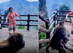 Мартышка ограбила беспечную туристку, устроившую танцы в китайском заповеднике