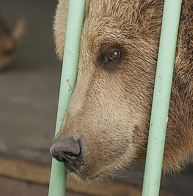 Медведица Катя отбывает пожизненный срок в казахской тюрьме