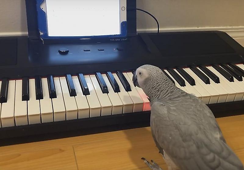 Попугай-меломан исполняет музыку на собственном пианино ▶