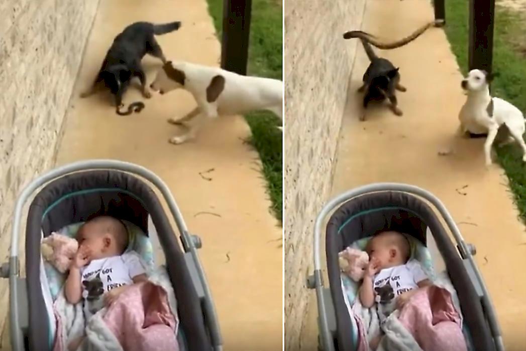 Пёс, защищая ребёнка, поразил змеёй его беспечного папашу