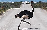 Сбежавший страус не поделил перекрёсток с велосипедисткой и попал на видео в Бразилии