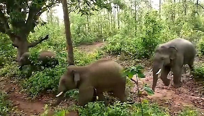 Слониха, защищая новорождённого детёныша, жестоко наказала одного из местных жителей