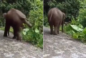 Слонёнок попытался облагородить свою территорию и пригнуть к земле огромный лист (Видео)