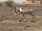 Спасатели силой разлучили осла со стулом, застрявшим на его шее - видео
