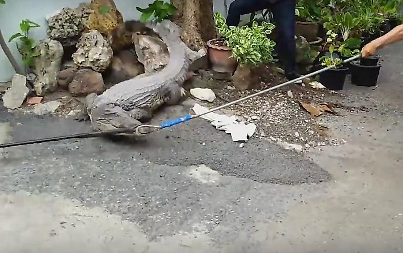Спасатели устроили погоню за сбежавшим от хозяина крокодилом в Тайланде ▶